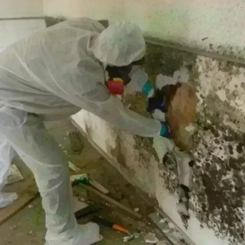 Mold Remediation and Removal in Burlington, KS